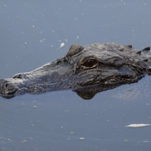 Poster, Crocodile dans le bayou, Louisiane (Etats Unis)
