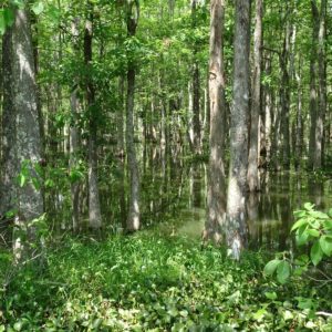 Poster, Forêt dans le bayou, Louisiane (Etats Unis)